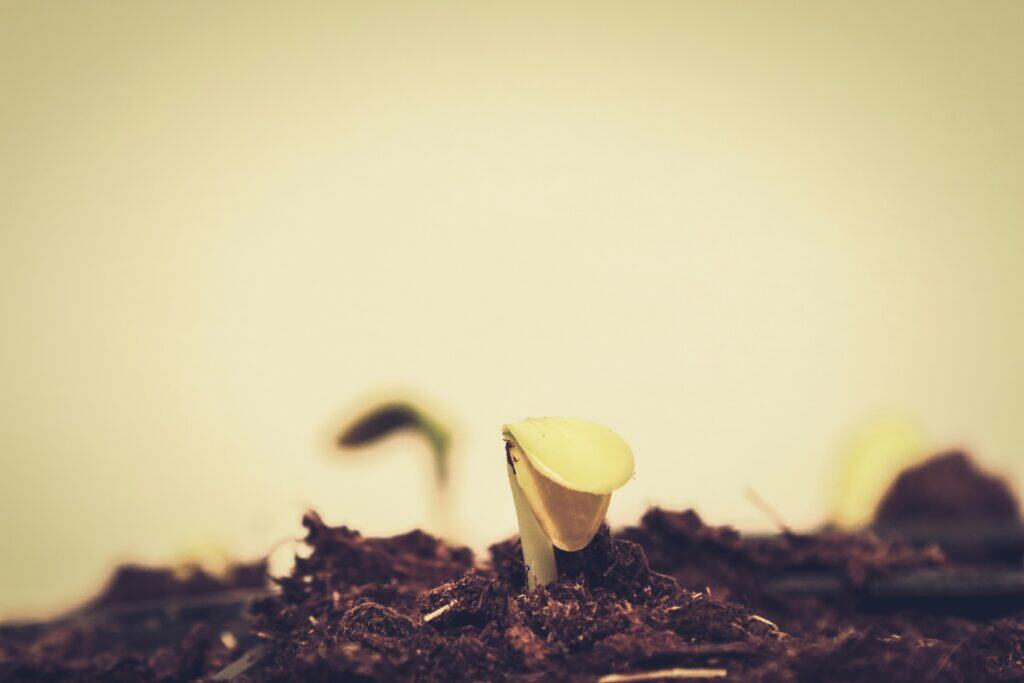 Seed growing, like a creative idea